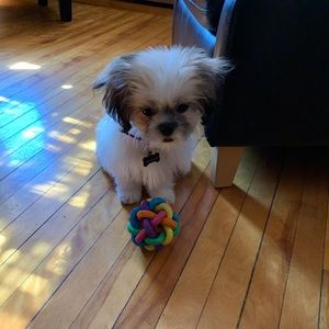 Meet your Posher, Carmen